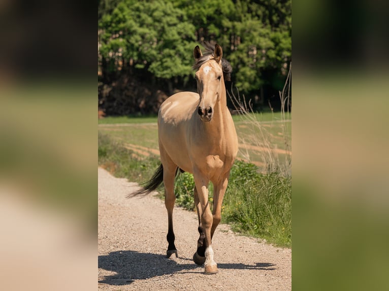 Andalusian Gelding 6 years 16 hh Buckskin in Grabenstätt