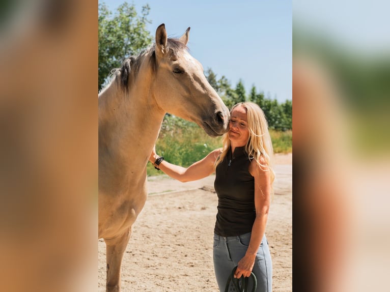 Andalusian Gelding 6 years 16 hh Buckskin in Grabenstätt