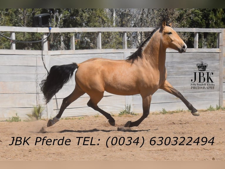 Andalusian Gelding 6 years 16 hh Dun in Tabernas Almeria