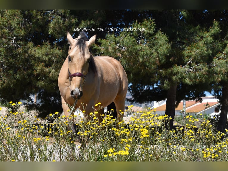 Andalusian Gelding 6 years 16 hh Dun in Tabernas Almeria