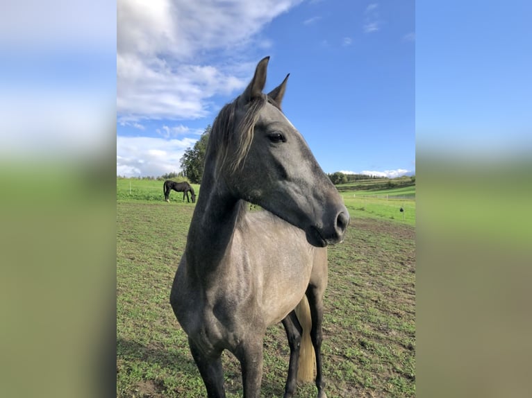 Andalusian Gelding 6 years 16 hh Gray in Gelsenkirchen