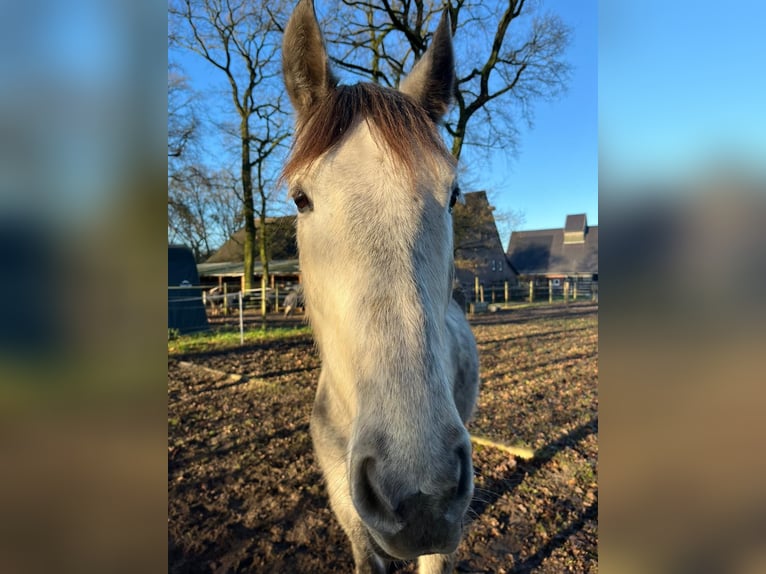 Andalusian Gelding 6 years 16 hh Gray in Gelsenkirchen