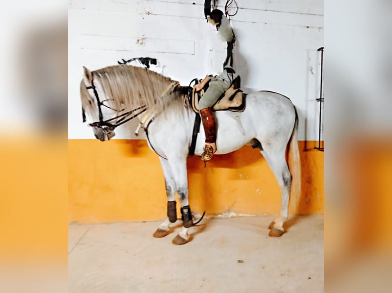 Andalusian Gelding 6 years 16 hh Grey in Pago Del Humo