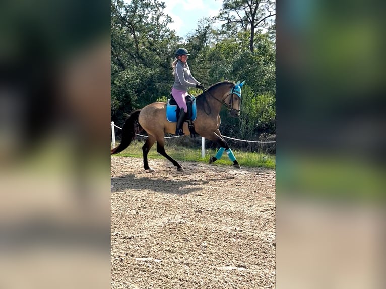 Andalusian Gelding 6 years 16,1 hh Buckskin in Christmas FL