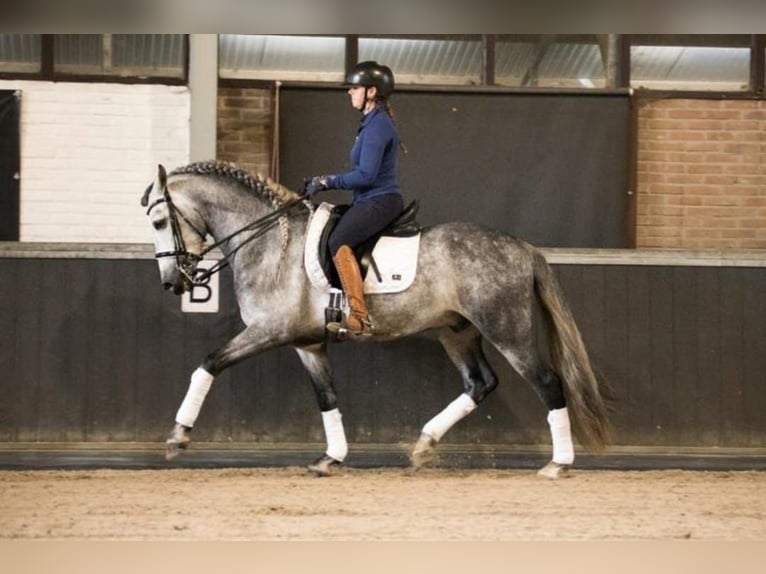 Andalusian Gelding 6 years 16,1 hh Grey in Ried
