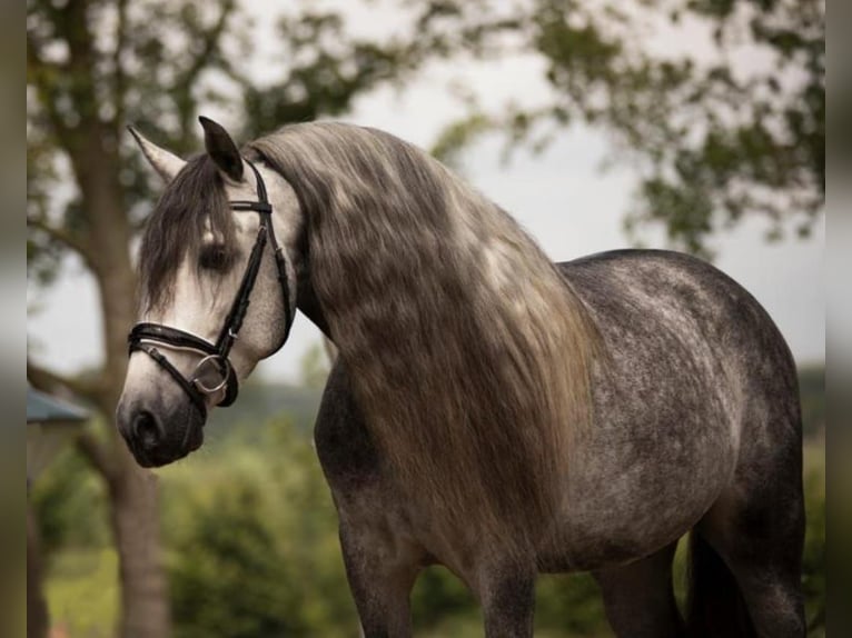 Andalusian Gelding 6 years 16,1 hh Grey in Ried