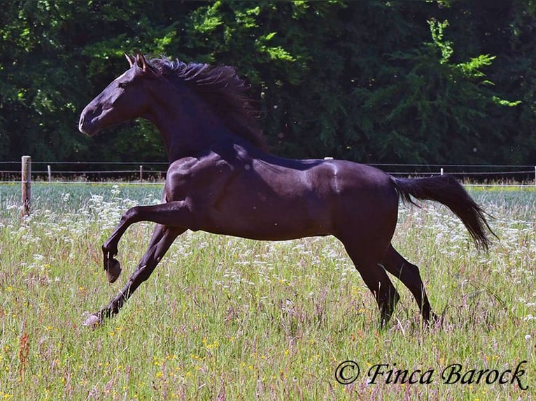 Andalusian Gelding 6 years 16,2 hh Black in Wiebelsheim