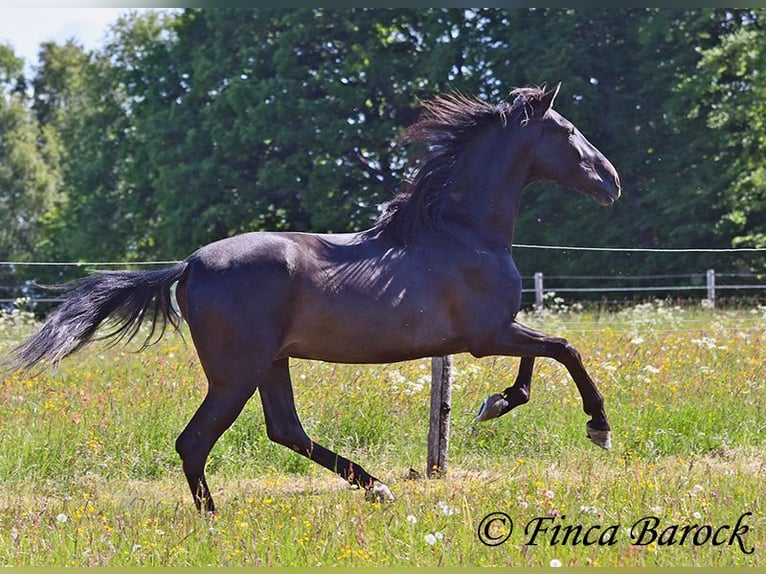 Andalusian Gelding 6 years 16,2 hh Black in Wiebelsheim
