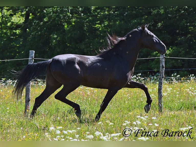 Andalusian Gelding 6 years 16,2 hh Black in Wiebelsheim