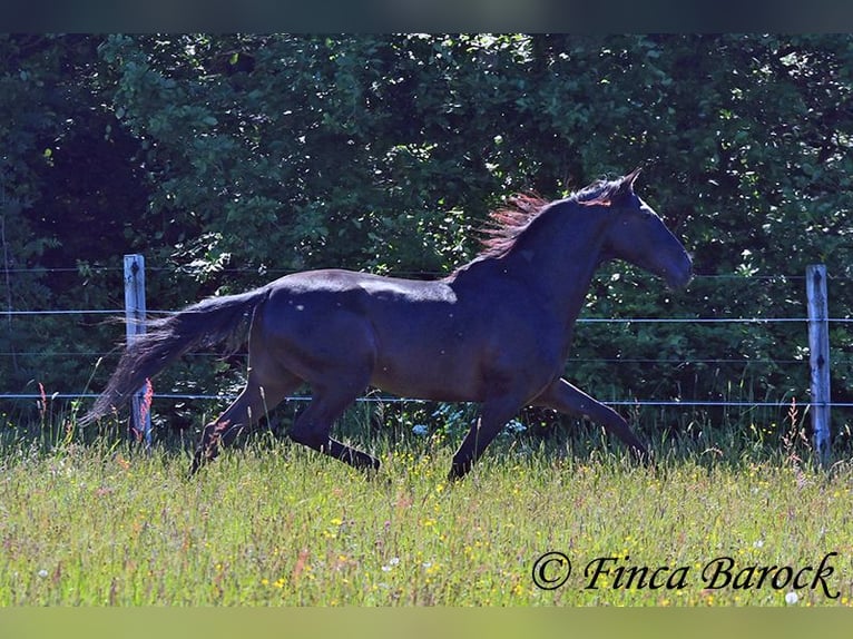 Andalusian Gelding 6 years 16,2 hh Black in Wiebelsheim