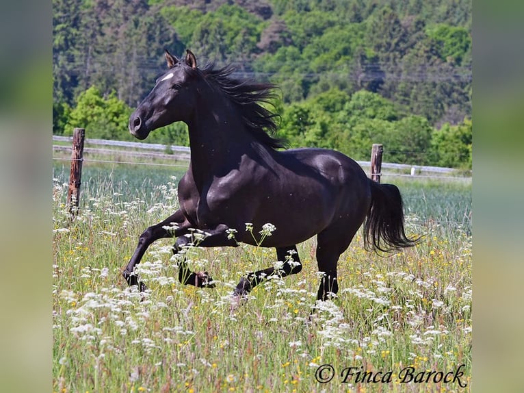 Andalusian Gelding 6 years 16,2 hh Black in Wiebelsheim
