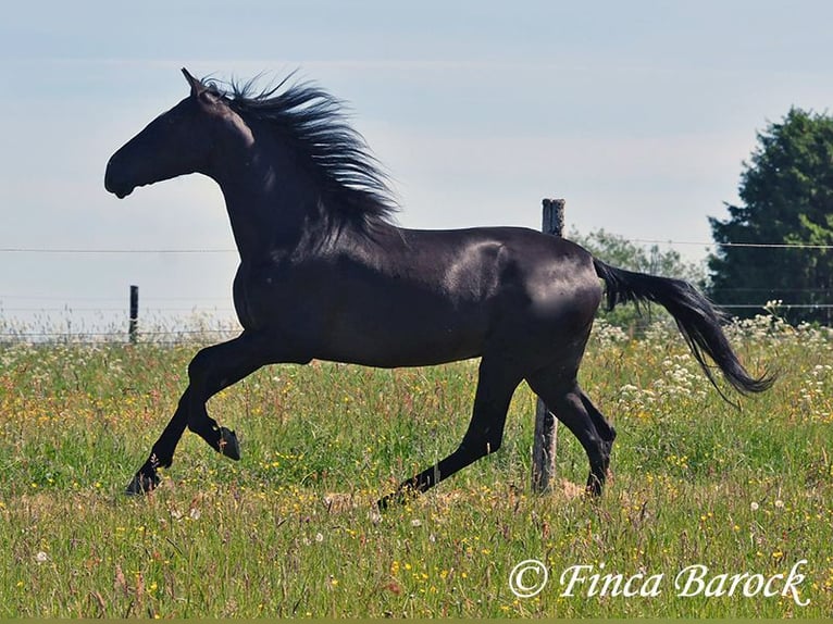 Andalusian Gelding 6 years 16,2 hh Black in Wiebelsheim