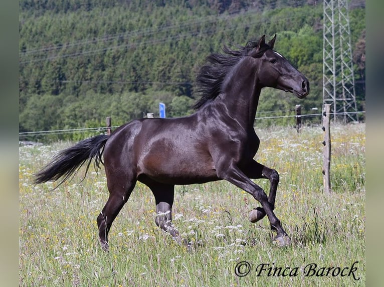 Andalusian Gelding 6 years 16,2 hh Black in Wiebelsheim