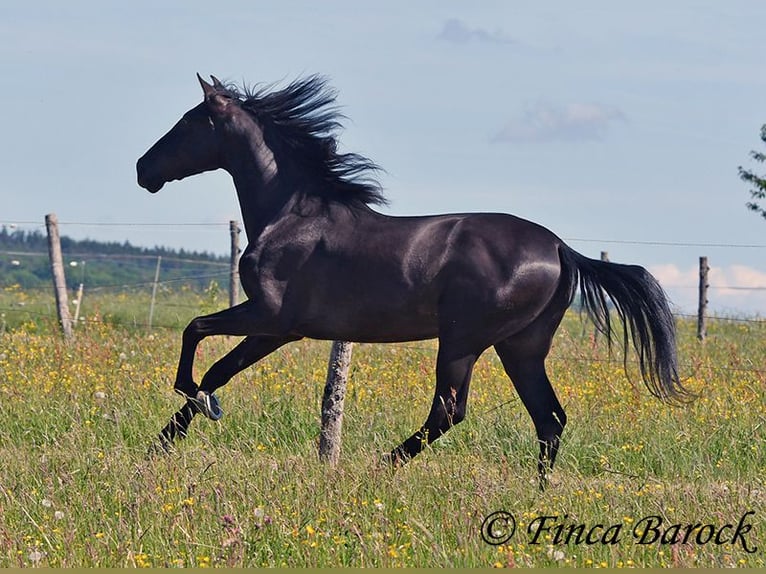 Andalusian Gelding 6 years 16,2 hh Black in Wiebelsheim