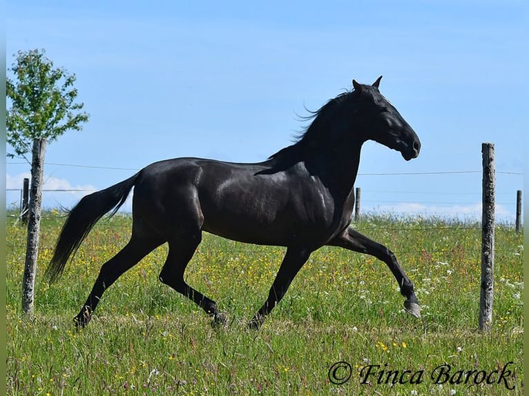 Andalusian Gelding 6 years 16,2 hh Black in Wiebelsheim