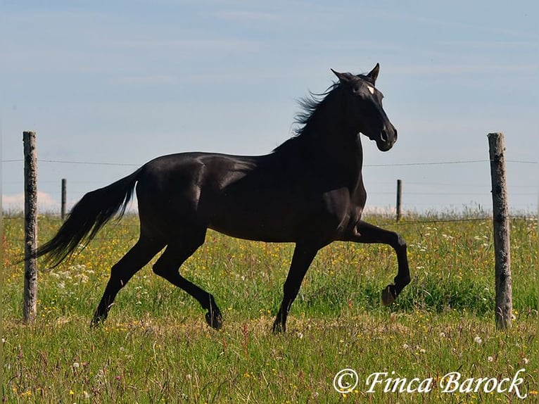 Andalusian Gelding 6 years 16,2 hh Black in Wiebelsheim