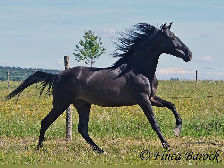 Andalusian Gelding 6 years 16,2 hh Black in Wiebelsheim