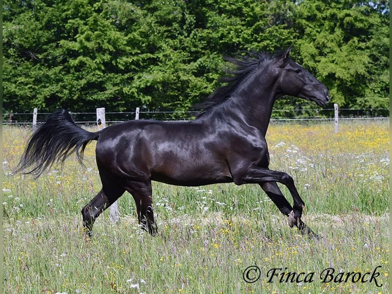 Andalusian Gelding 6 years 16,2 hh Black in Wiebelsheim
