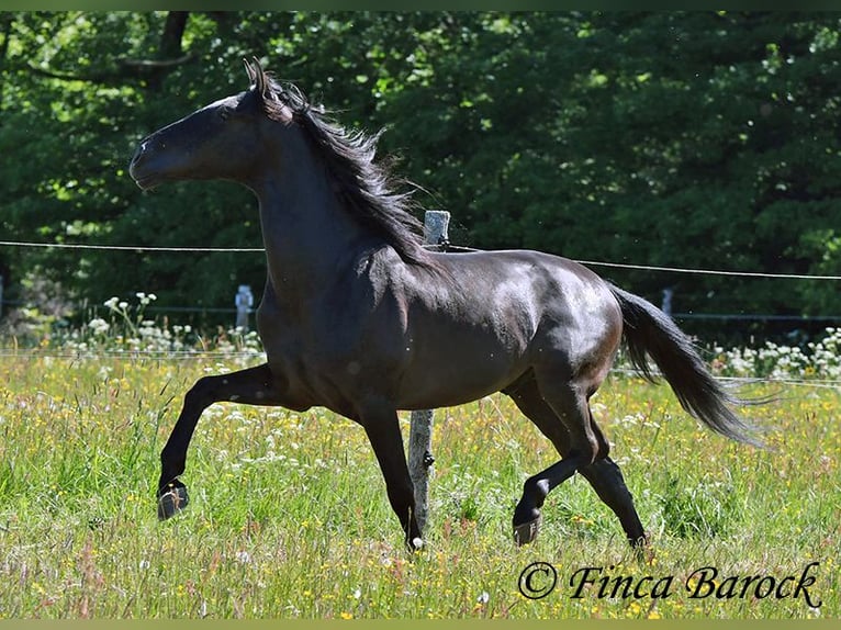 Andalusian Gelding 6 years 16,2 hh Black in Wiebelsheim