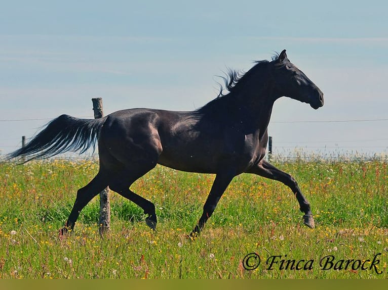 Andalusian Gelding 6 years 16,2 hh Black in Wiebelsheim