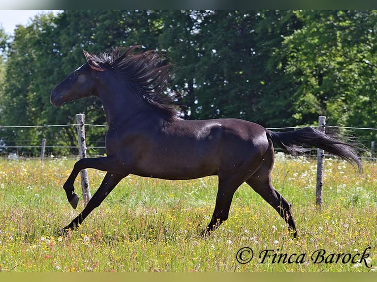 Andalusian Gelding 6 years 16,2 hh Black in Wiebelsheim