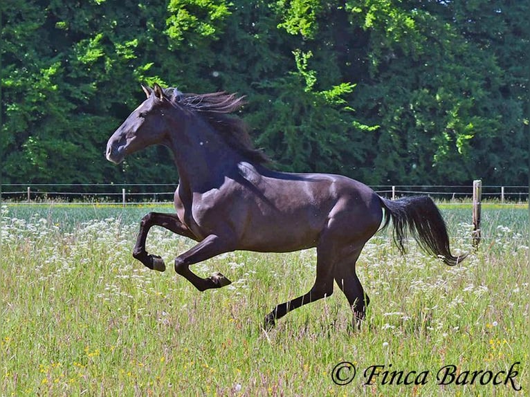 Andalusian Gelding 6 years 16,2 hh Black in Wiebelsheim