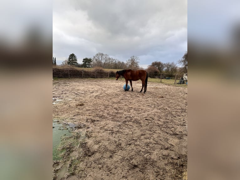 Andalusian Gelding 6 years 16,2 hh Brown in Heidesheim am Rhein