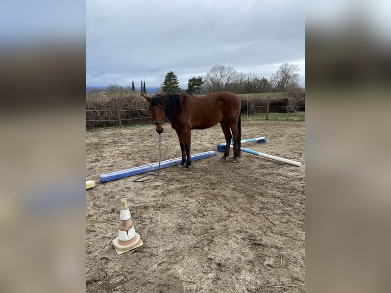 Andalusian Gelding 6 years 16,2 hh Brown in Heidesheim am Rhein