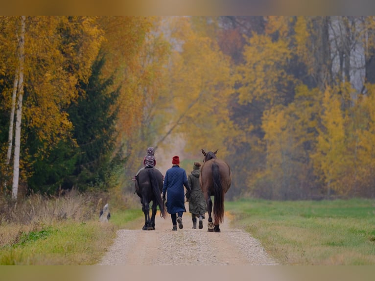 Andalusian Mix Gelding 6 years 17,1 hh Bay in Pribram