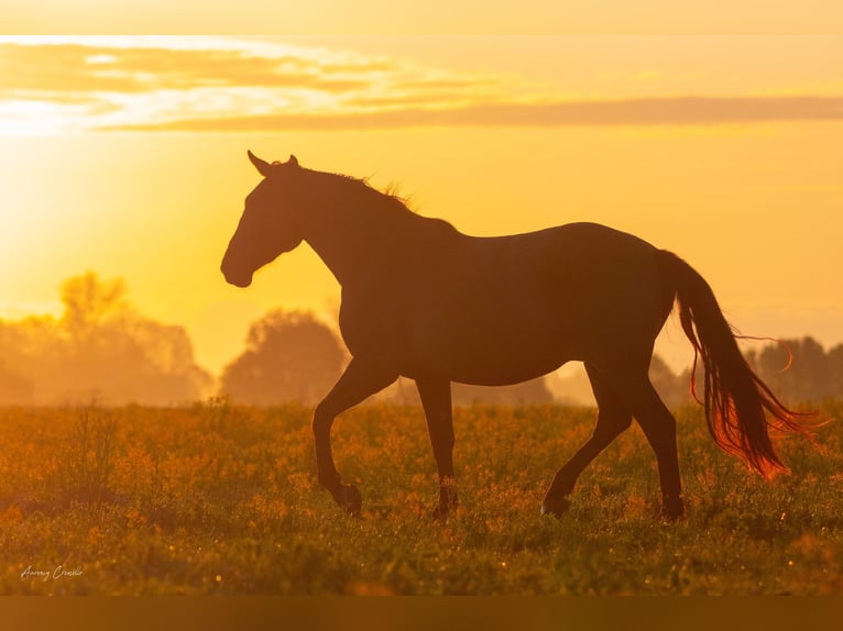 Andalusian Mix Gelding 6 years 17,1 hh Bay in Pribram
