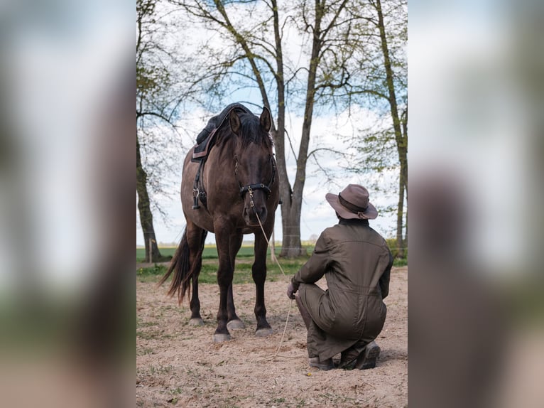 Andalusian Mix Gelding 6 years 17,1 hh Bay in Svitene