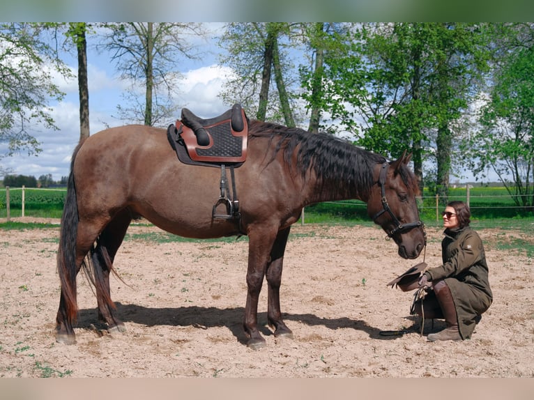 Andalusian Mix Gelding 6 years 17,1 hh Bay in Svitene