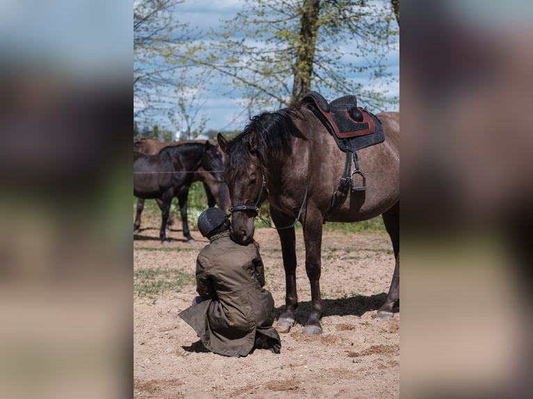 Andalusian Mix Gelding 6 years 17,1 hh Bay in Svitene