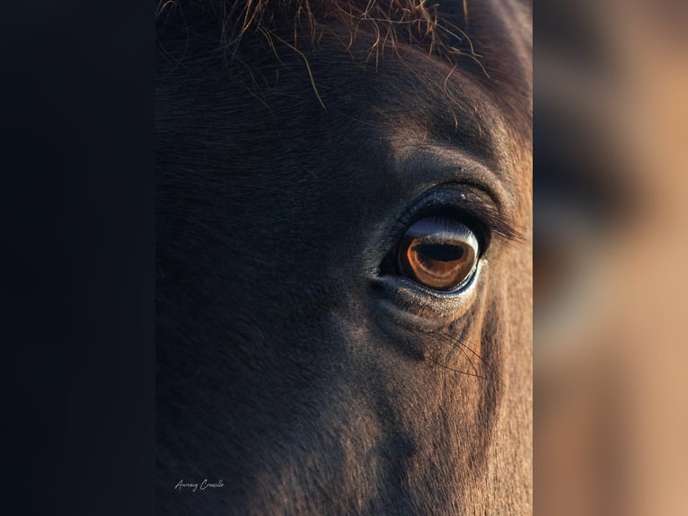 Andalusian Mix Gelding 6 years 17,1 hh Bay in Svitene