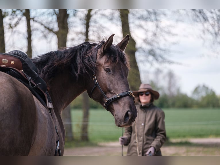 Andalusian Mix Gelding 6 years 17,1 hh Bay in Svitene