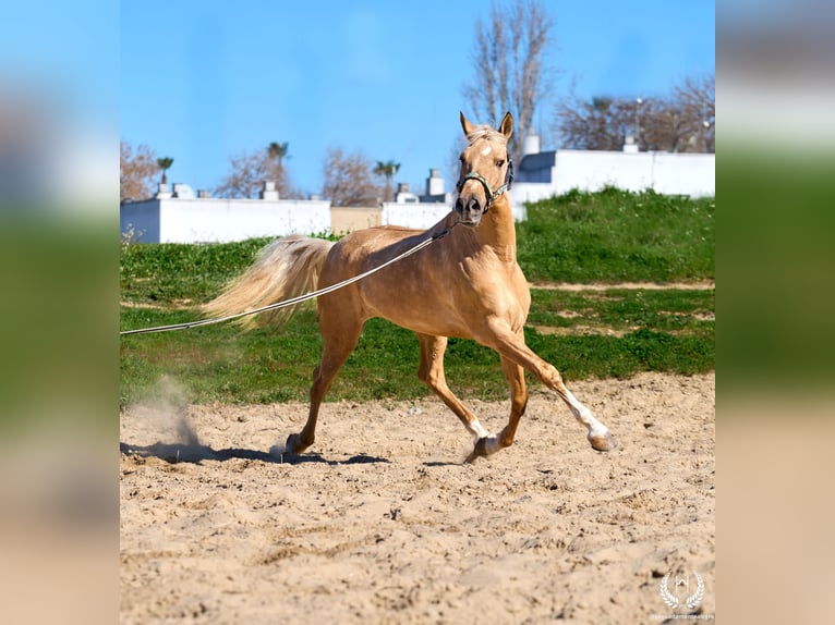 Andalusian Mix Gelding 6 years  in Navalperal De Pinares