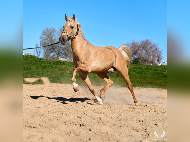 Andalusian Mix Gelding 6 years  in Navalperal De Pinares