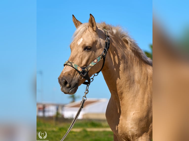 Andalusian Mix Gelding 6 years  in Navalperal De Pinares