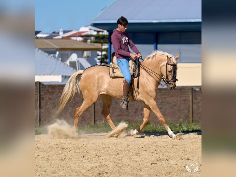 Andalusian Mix Gelding 6 years  in Navalperal De Pinares