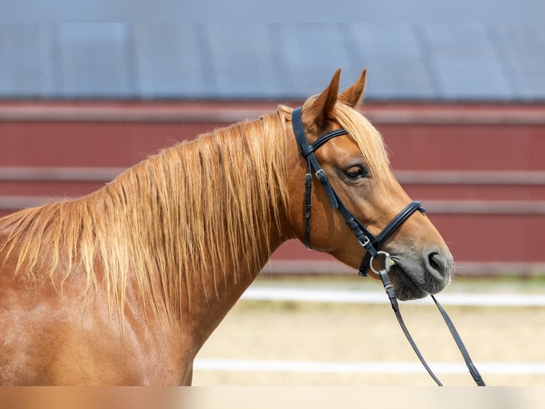 Andalusian Gelding 7 years 14.1 hh Chestnut-Red in Baar