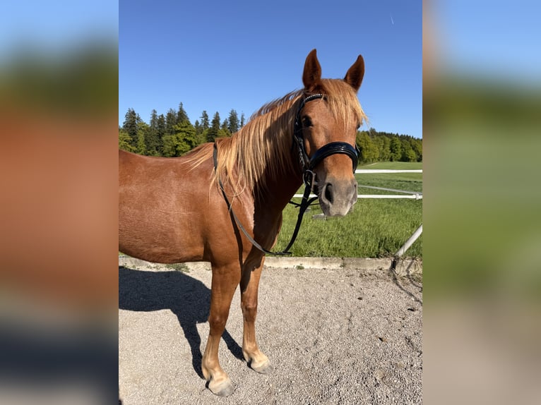 Andalusian Gelding 7 years 14.1 hh Chestnut-Red in Baar
