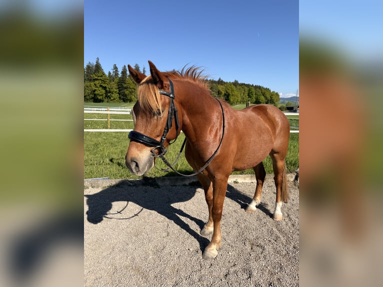 Andalusian Gelding 7 years 14.1 hh Chestnut-Red in Baar