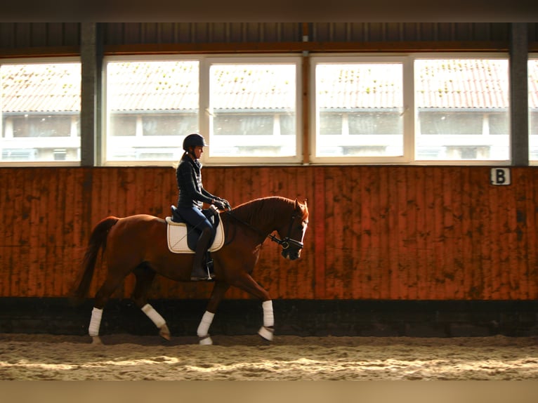 Andalusian Gelding 7 years 14,2 hh Chestnut-Red in Labenz