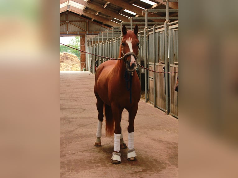 Andalusian Gelding 7 years 14,2 hh Chestnut-Red in Labenz