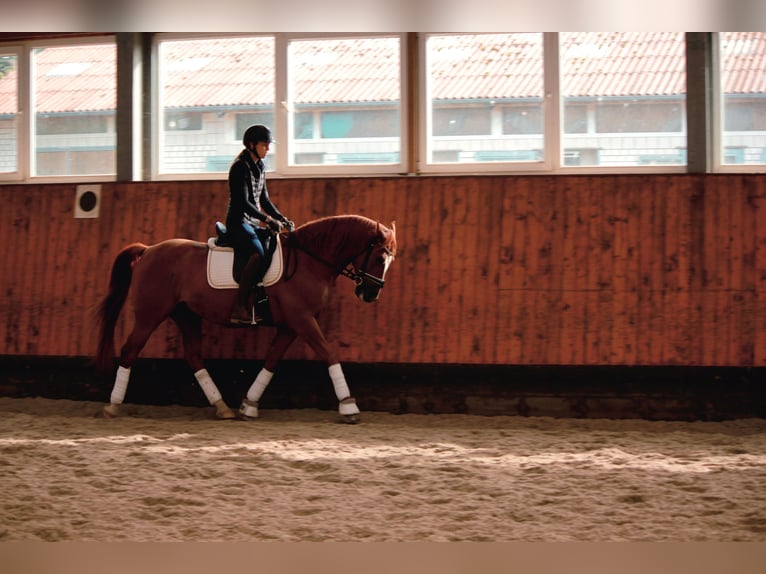 Andalusian Gelding 7 years 14,2 hh Chestnut-Red in Labenz