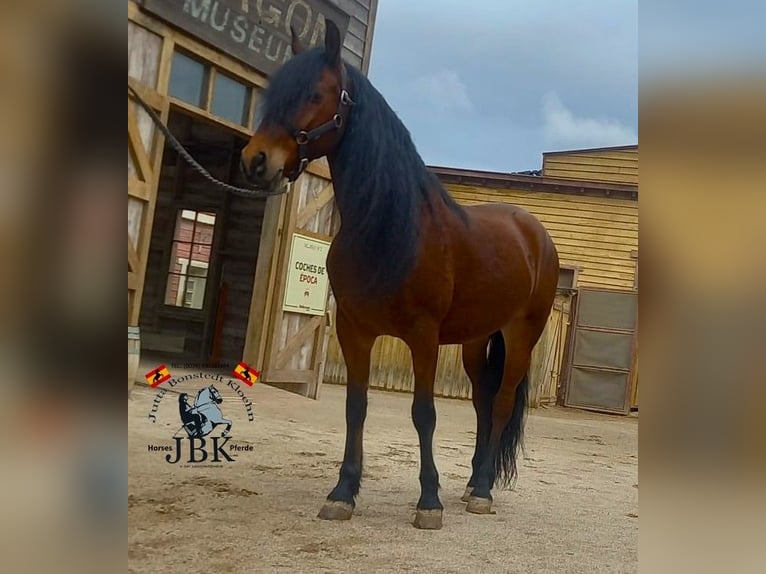 Andalusian Gelding 7 years 14,3 hh Brown in Tabernas Almeria