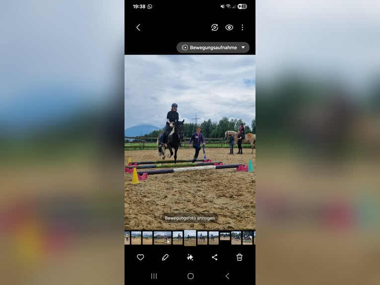 Andalusian Mix Gelding 7 years 14,2 hh Pinto in Hohenems