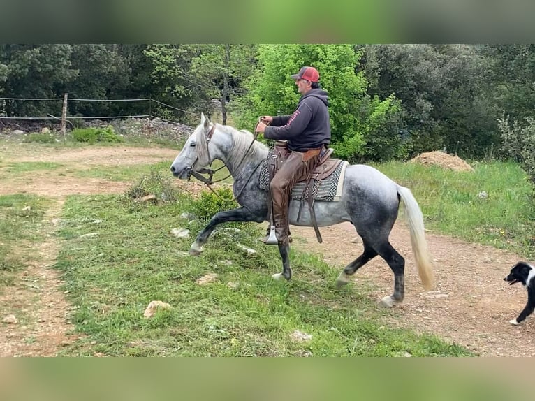 Andalusian Mix Gelding 7 years 14,3 hh Gray-Dapple in Zerf