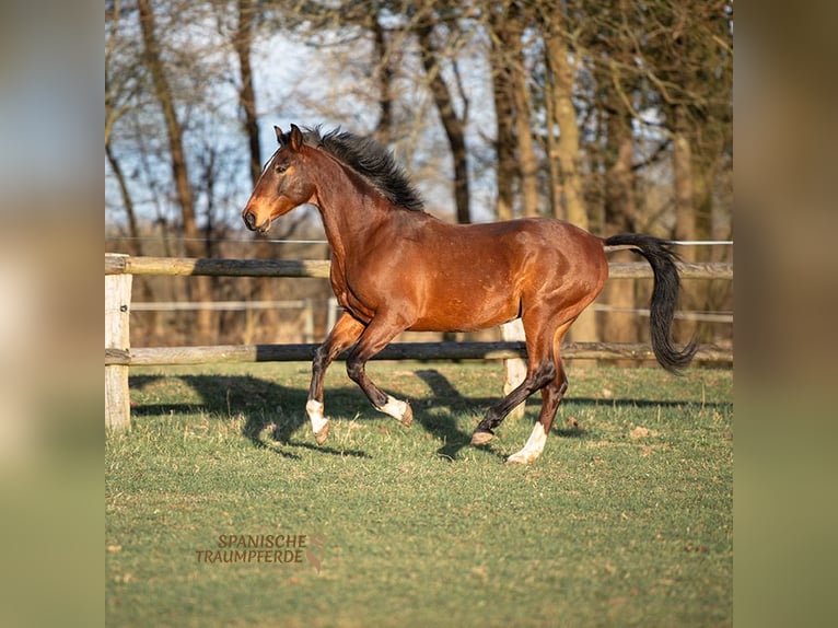 Andalusian Gelding 7 years 15,1 hh Brown in Traventhal