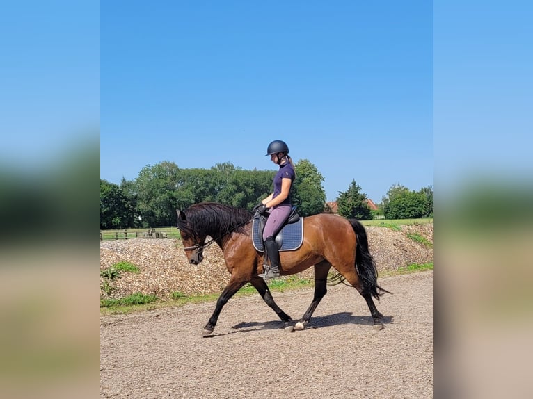 Andalusian Mix Gelding 7 years 15,1 hh Brown in Karlshuld